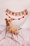 adoptable Dog in  named COOPER