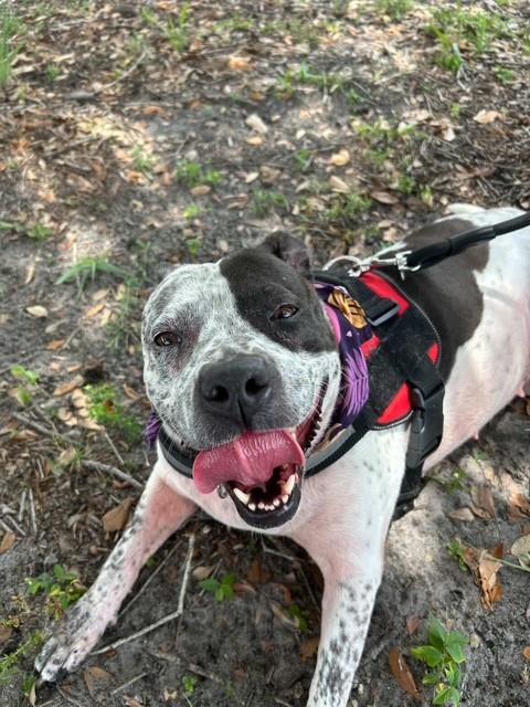 adoptable Dog in Miami, FL named CALI