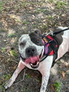 adoptable Dog in  named CALI