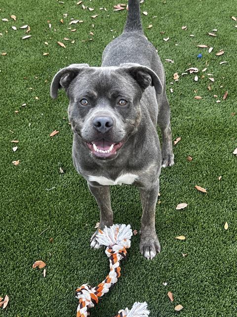 adoptable Dog in Miami, FL named GRADY