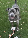 adoptable Dog in  named GRADY