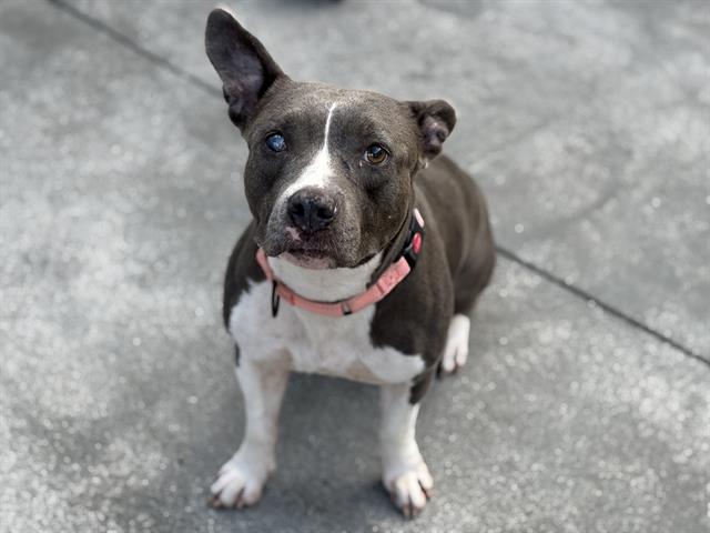adoptable Dog in Miami, FL named MOLLY