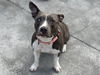 adoptable Dog in  named MOLLY