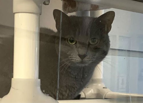 picture of the cat needing adoption