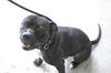 adoptable Dog in  named MILK
