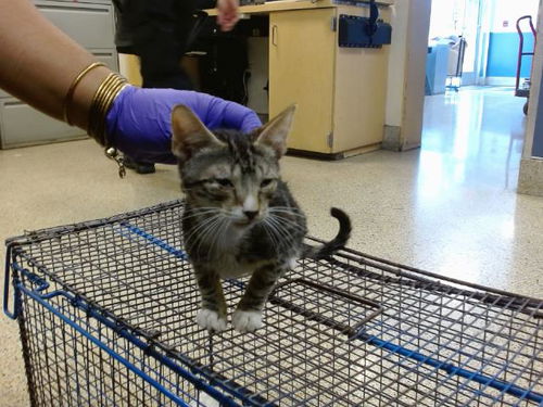 picture of the cat needing adoption