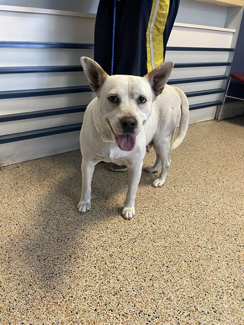 adoptable Dog in Miami, FL named PENNY