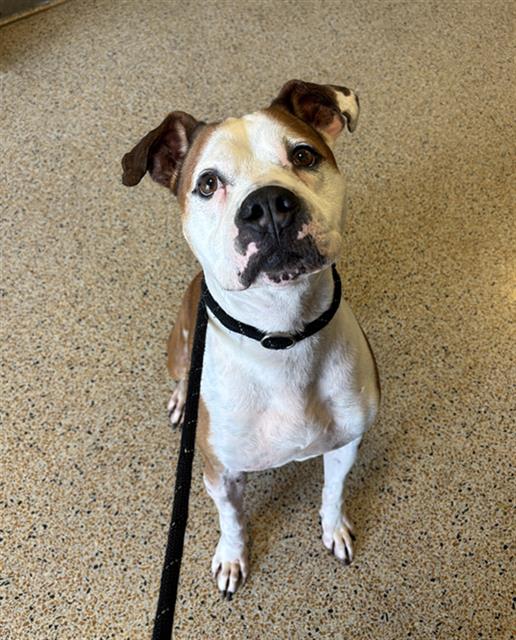 adoptable Dog in Miami, FL named ROCKY