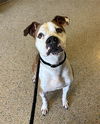 adoptable Dog in miami, FL named ROCKY