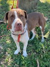 adoptable Dog in  named CHARLIE