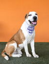 adoptable Dog in miami, FL named ASTRO