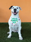adoptable Dog in  named MIA