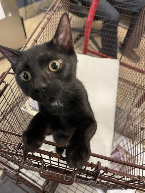 picture of the cat needing adoption