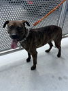 adoptable Dog in  named LUNA