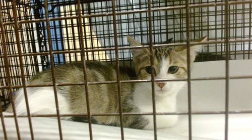 picture of the cat needing adoption