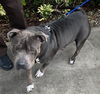 adoptable Dog in  named MOLLY