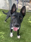 adoptable Dog in  named HUDSON