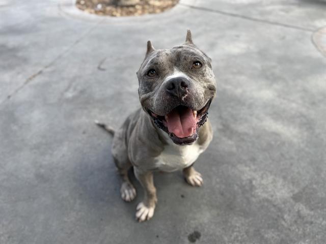 adoptable Dog in Miami, FL named BANDIT