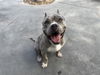 adoptable Dog in  named BANDIT