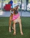 adoptable Dog in  named LADY