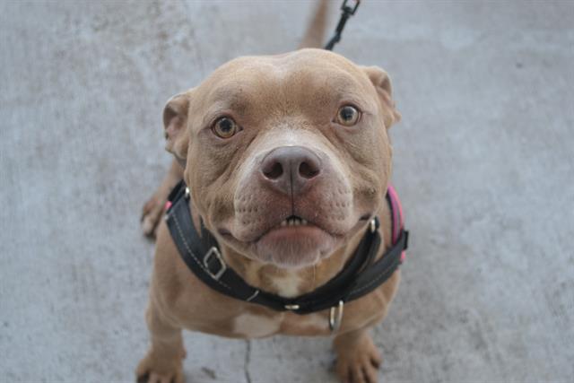 adoptable Dog in Miami, FL named ANUBIS