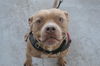 adoptable Dog in  named ANUBIS