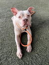adoptable Dog in  named AMBER