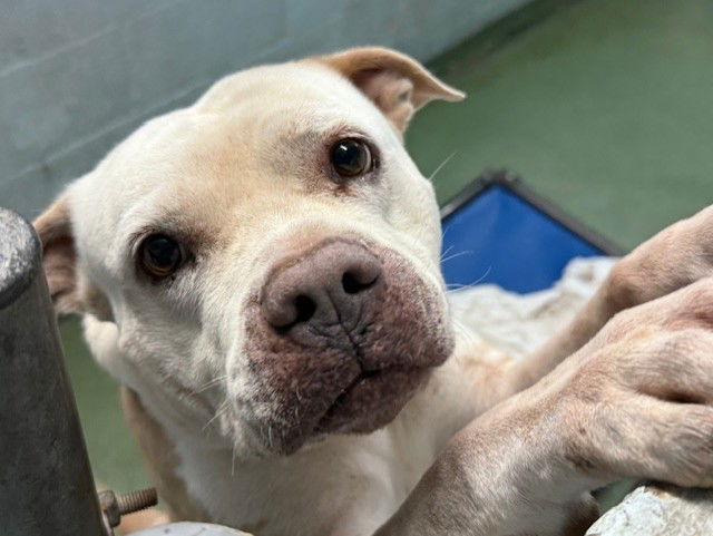 adoptable Dog in Miami, FL named CHUCKY