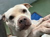 adoptable Dog in  named CHUCKY