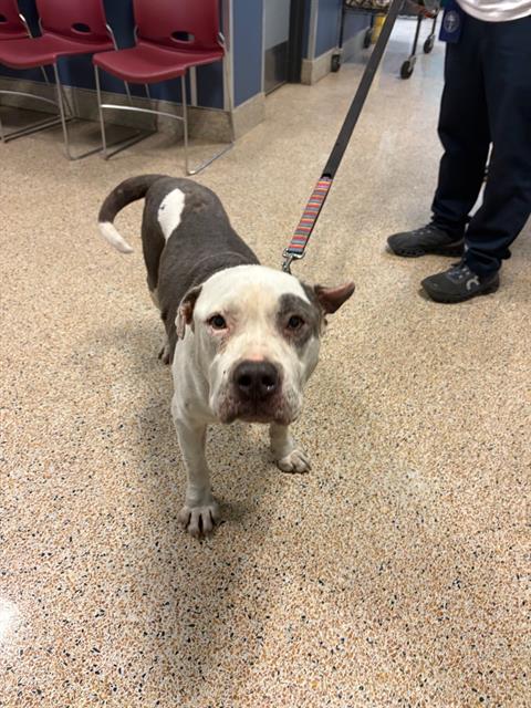 adoptable Dog in Miami, FL named ELMO