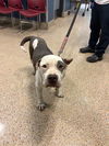 adoptable Dog in  named ELMO