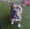 adoptable Dog in  named SISSY