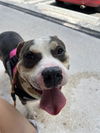 adoptable Dog in  named SHIELD
