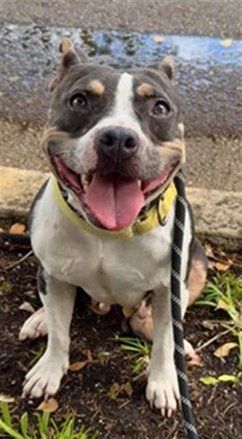 adoptable Dog in Miami, FL named MAY