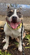 adoptable Dog in  named MAY