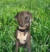 adoptable Dog in  named OLLIE