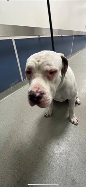 adoptable Dog in Miami, FL named SAGE