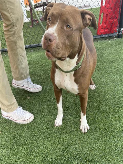 adoptable Dog in Miami, FL named DIXIE