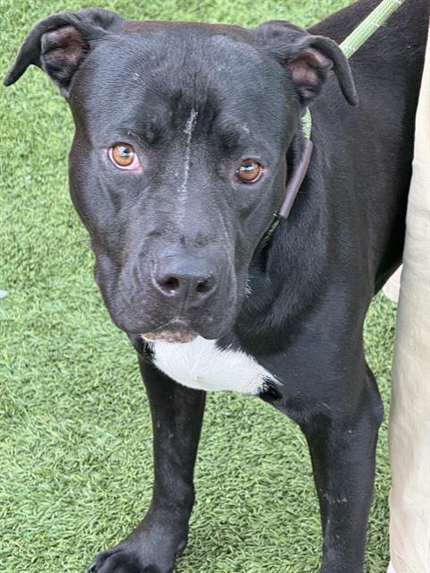 adoptable Dog in Miami, FL named DEXTER