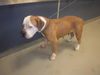 adoptable Dog in  named SHEILA