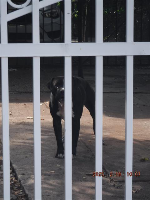 adoptable Dog in Miami, FL named BANDIT