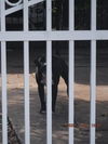 adoptable Dog in  named BANDIT