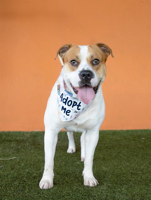 adoptable Dog in Miami, FL named BENNY