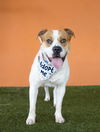 adoptable Dog in  named BENNY