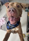 adoptable Dog in miami, FL named ROCCO