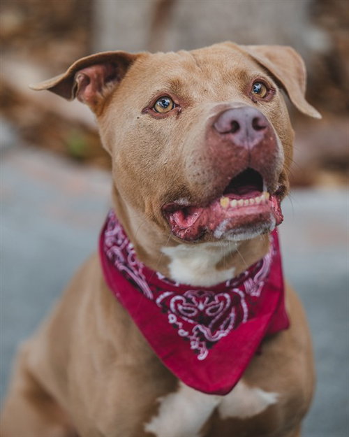 ROCCO, an adoptable Pit Bull Terrier in Miami, FL