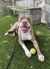 adoptable Dog in  named MAX
