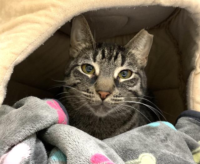 adoptable Cat in Miami, FL named SHANTI