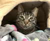 adoptable Cat in miami, FL named SHANTI