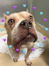 adoptable Dog in  named MAX